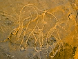 Elephant engraving